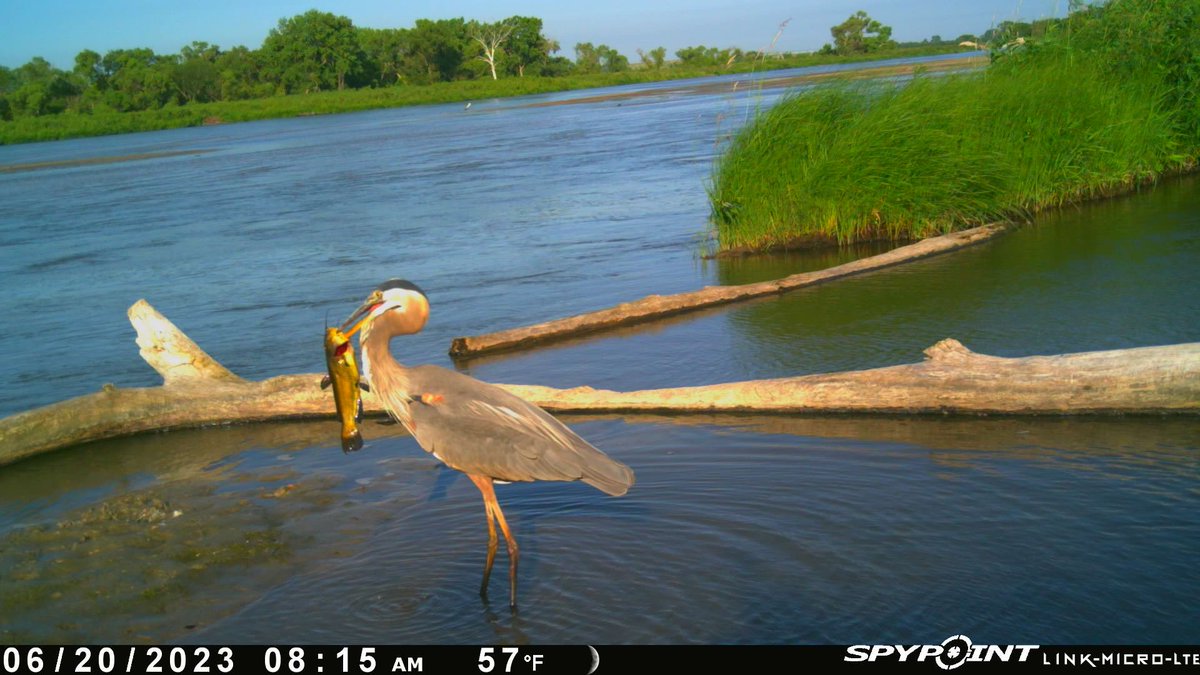 AYantzie's tweet photo. @SpypointCamera https://t.co/cv2nvm7vgR