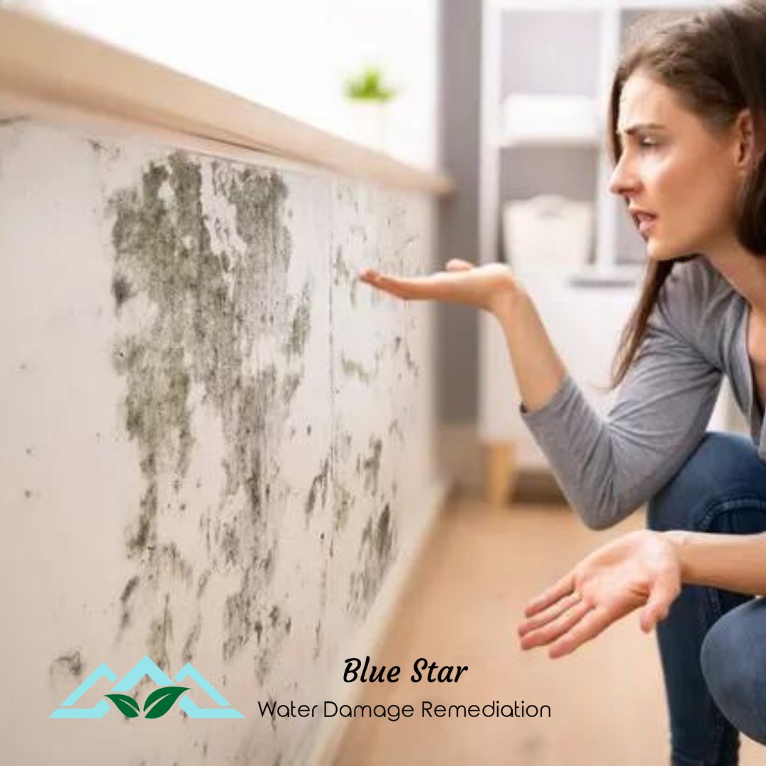 Find Blue Star Water Damage Remediation and Mold Removal: https://t.co/ru79G2gSqE

Blue Star Water Damage Remediation and Mold Removal: https://t.co/g61Hge8Js9

14808 Blythe St, Van Nuys, CA 91402

6G8V+2Q Van Nuys, Los Angeles, CA

+1 (818) 617–9352 https://t.co/An6O2KvJno