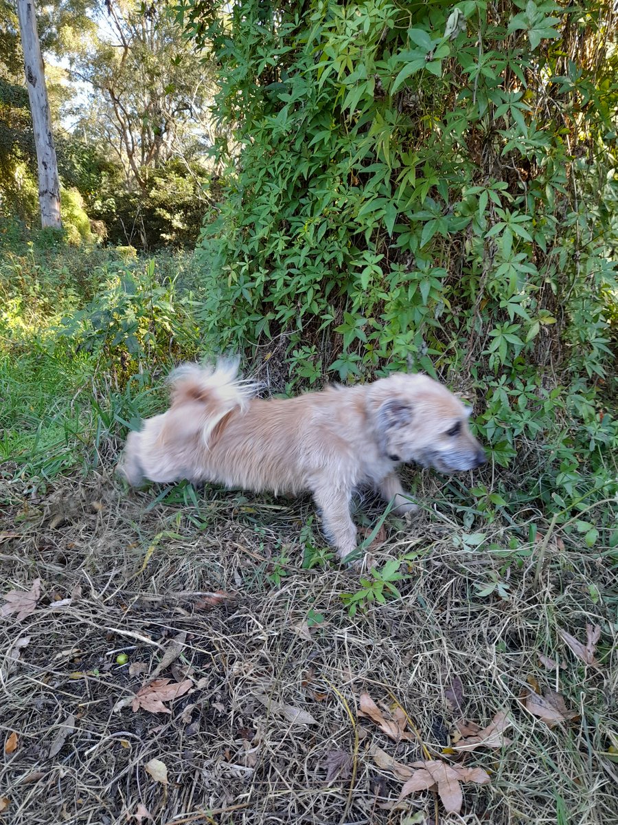 When you find nature over grown and you just have to get amongst it to scratch around the ground and leave your scent. #fundayout #dogs #winter