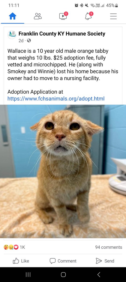 If anyone is in the greater Kentucky area, this sweet man and his friends need adopted 💔 @mrfishtopher @JortsTheCat