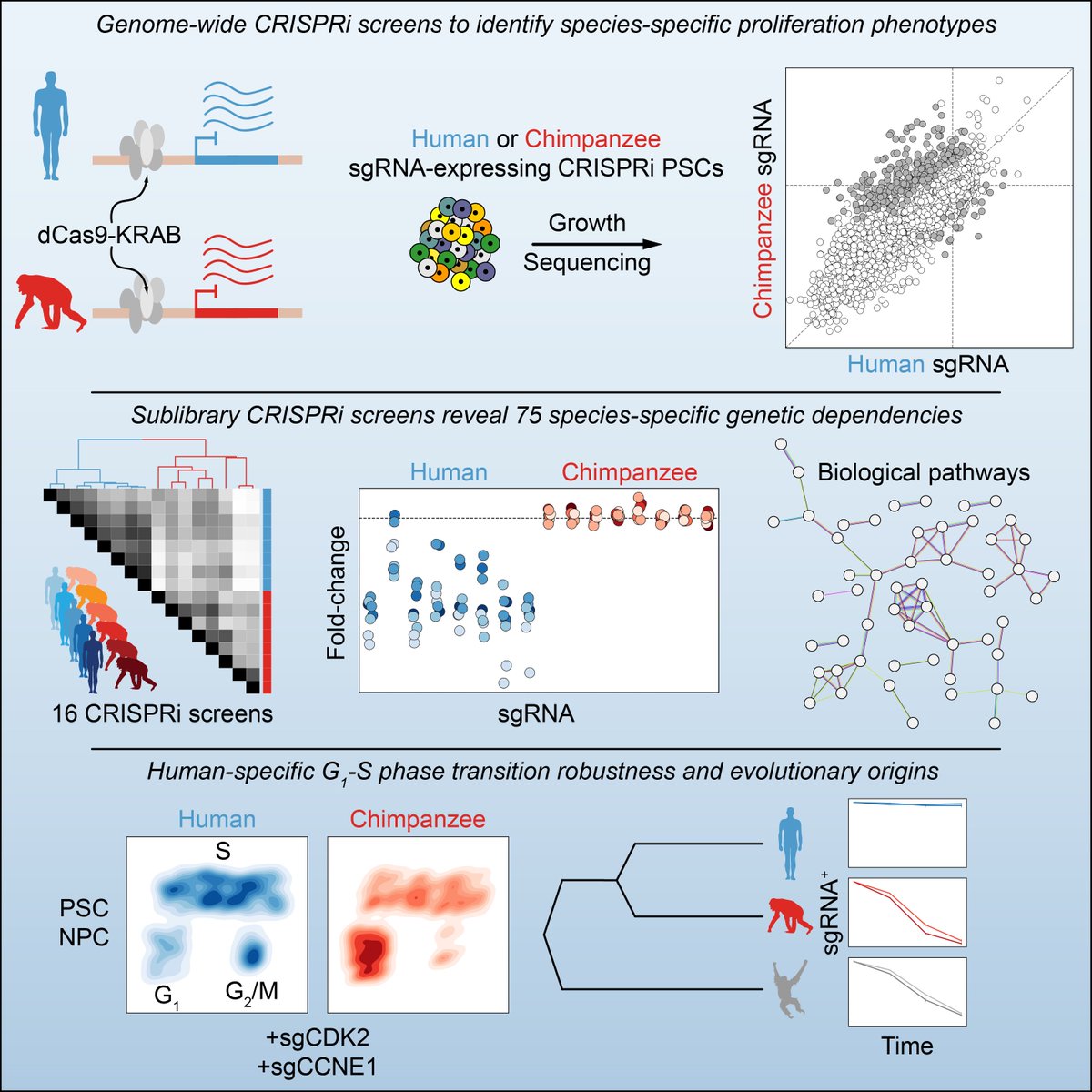 We investigate cellular differences between humans and chimpanzees using CRISPRi-based genetic screens sciencedirect.com/science/articl…