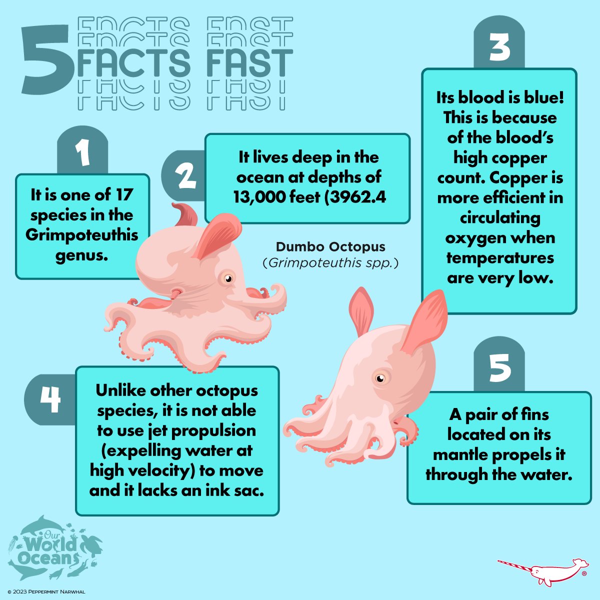 #5FactsFast #DumboOctopus
#CephalopodWeek #OurWorldOceansMonth

Shop #PeppermintNarwhal:
peppermintnarwhal.com

#Cephalopod  #OurWorldOceans #OceanMonth #Ocean