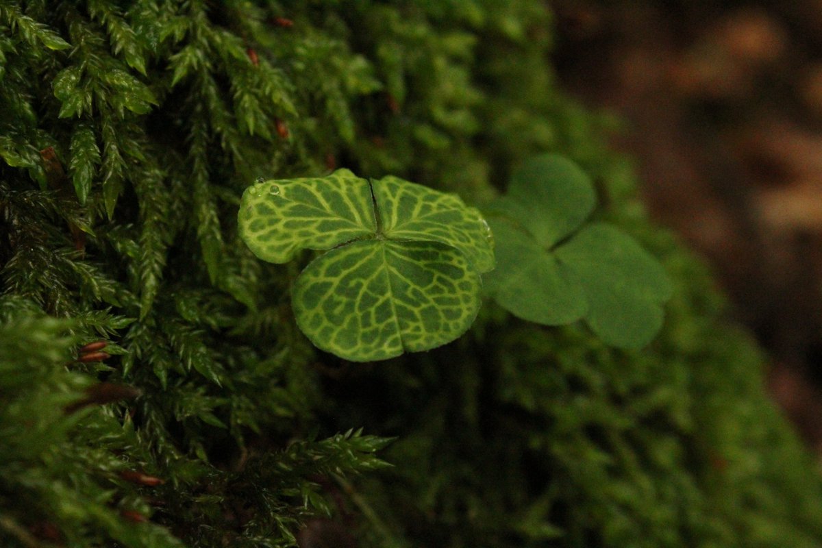 SolBrasseur's tweet photo. 📍Primary forest of Șinca, Romania
🗓️June 2023
@icpetritan @AnaMHeres1 @Don_Curiel @VirginieBaldy @CharlotteBiryol @MenivalClaire https://t.co/3NMWetYdRn
