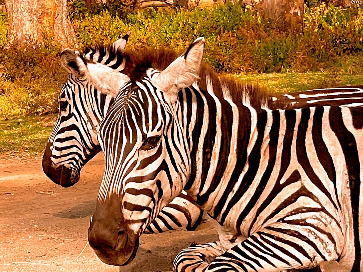 Zebry… #zebra #stripesandlines #pruhy #kenya #wildlife #wildlifephotography #mundomendozova