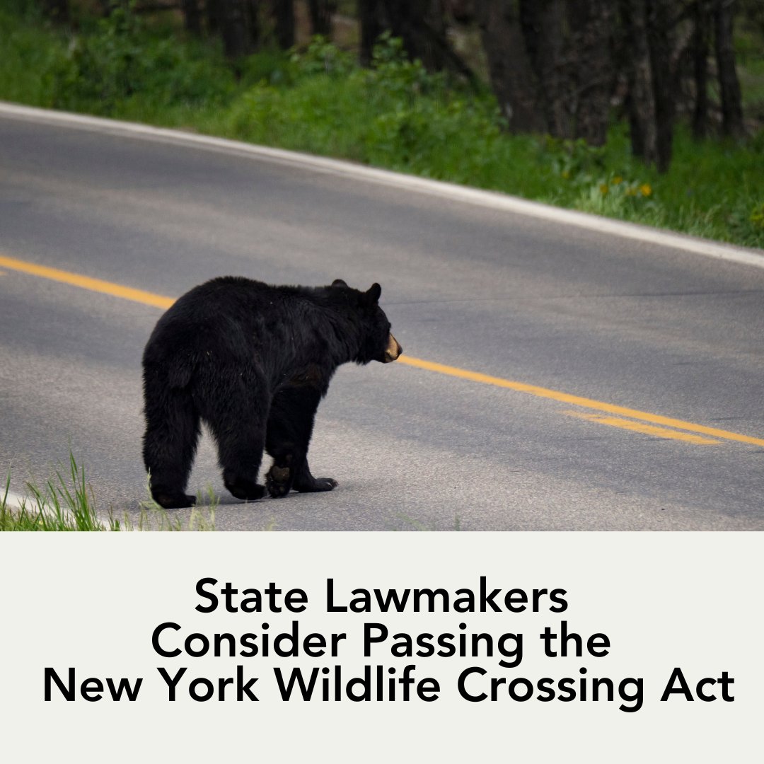 With the New York Wildlife Crossing Act up for consideration in Albany this week, NY the potential to be a critical leader improving motorist safety across the state by reducing wildlife-vehicle collisions.' 

#wildlifevehiclecollision #roadecology #newyork #wildlifecrossing