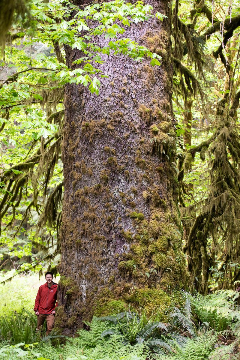 Springtime spruce 🌿 #oldgrowth #explorebc