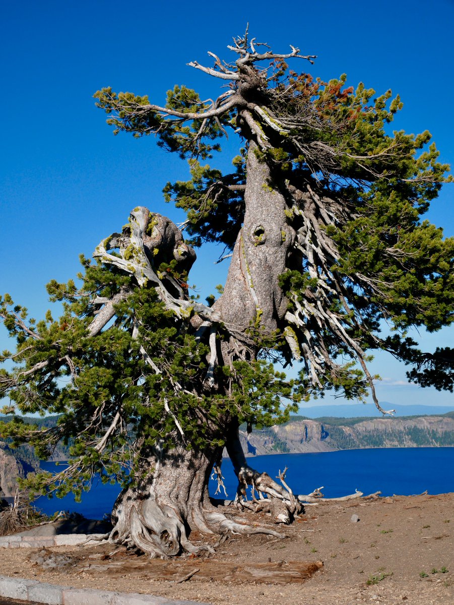 Hangin' on along the edge of Crater Lake, OR. #thicktrunktuesday