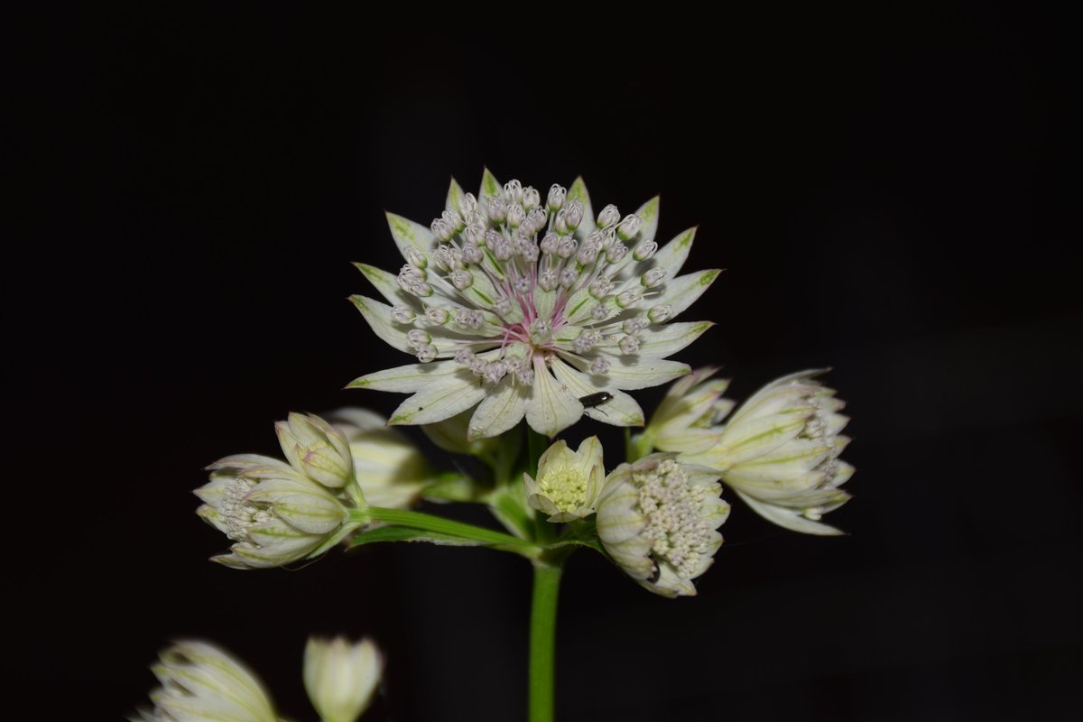 MyGarden_Uk's tweet photo. Astrantia (Masterwort (Hattie's Pincushion)) and visitors.
Thank you Des for identifying it. 👍
#BeautifulFlowers #Masterwort #Nature #Visitors #ColoursOfNature #ColorsOfNature #Flowers https://t.co/5kcp5WVWzx