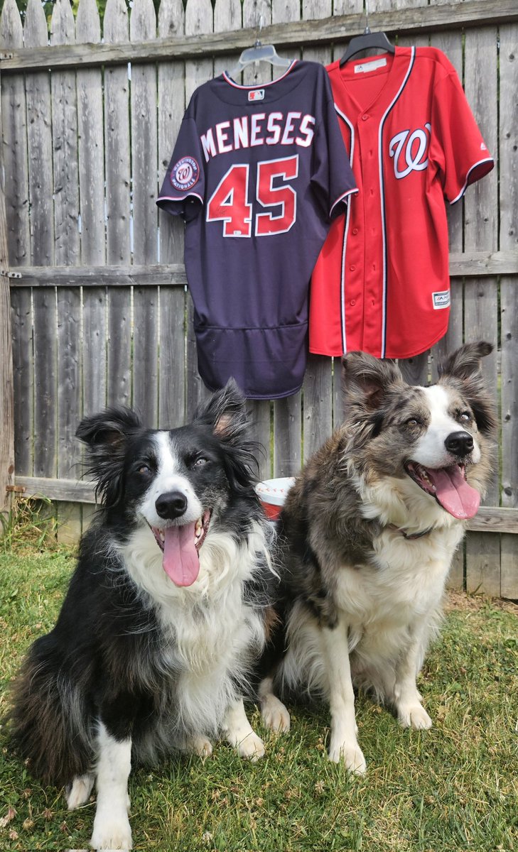 #NatsPetCalendar
My two Border Collies 
Homerun and Rookie