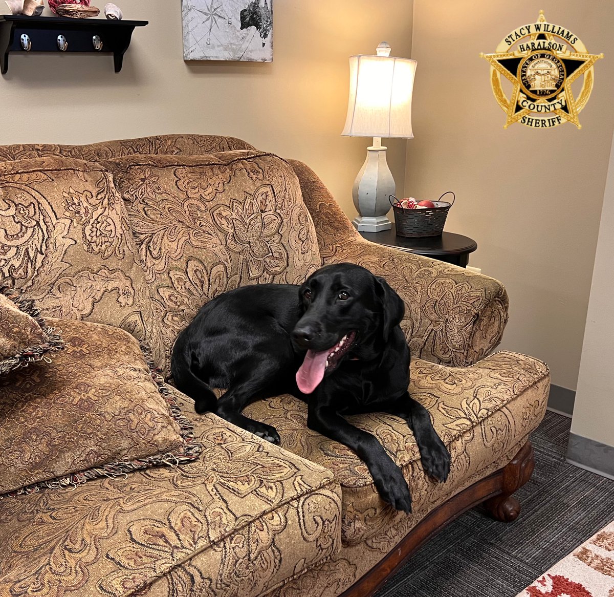 Sheriff Williams always loves a visit from K-9 Tora! 

#K9Tora🐾💙 
#Visiting 
#K9Unit #TongueOutTuesday #Labrador #ThatFace #GoodGirl #LabradorK9 #WorkingDog #TakingABreak #Photogenic #ShinyCoat #Tora #HCSO