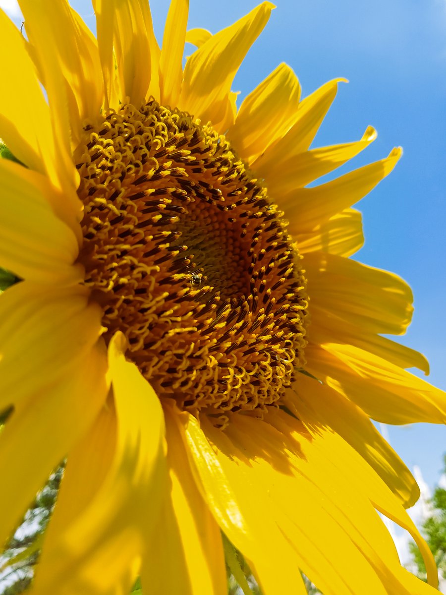 summer season in NED university
#neduet #pakistanengineeringcouncil #bbcnature #nature #sunflowers #natgeonature #TwitterNatureCommunity #flowers #dawnnews #bbcurdu #karachiuniversity #NEDuniversity