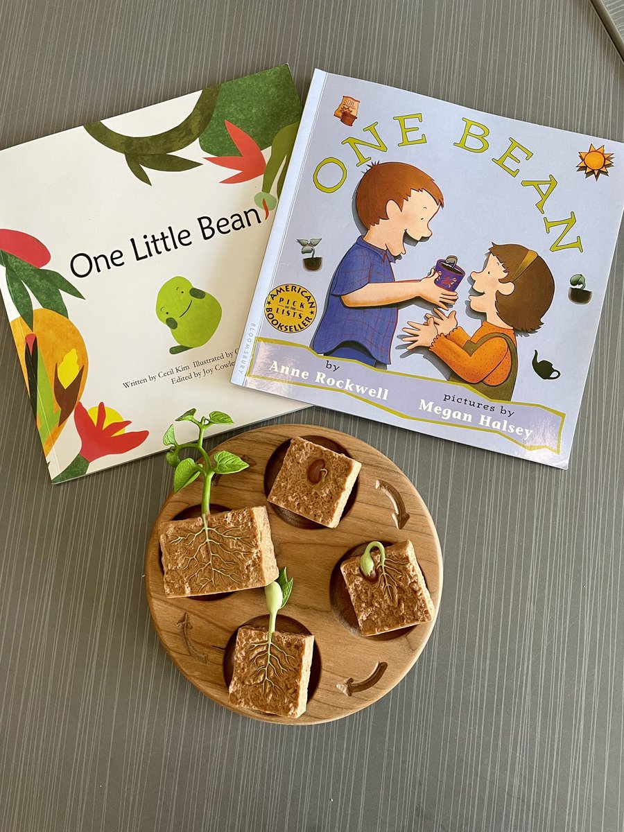 MrsVachonRECE's tweet photo. Over the last month we have been observing the life cycle of a bean plant. From seed to germination to sprout to soil! https://t.co/KkBS7GJJwA
