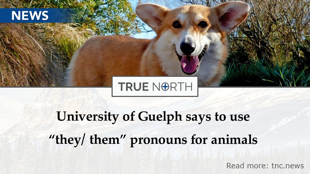 Juno News tweet media