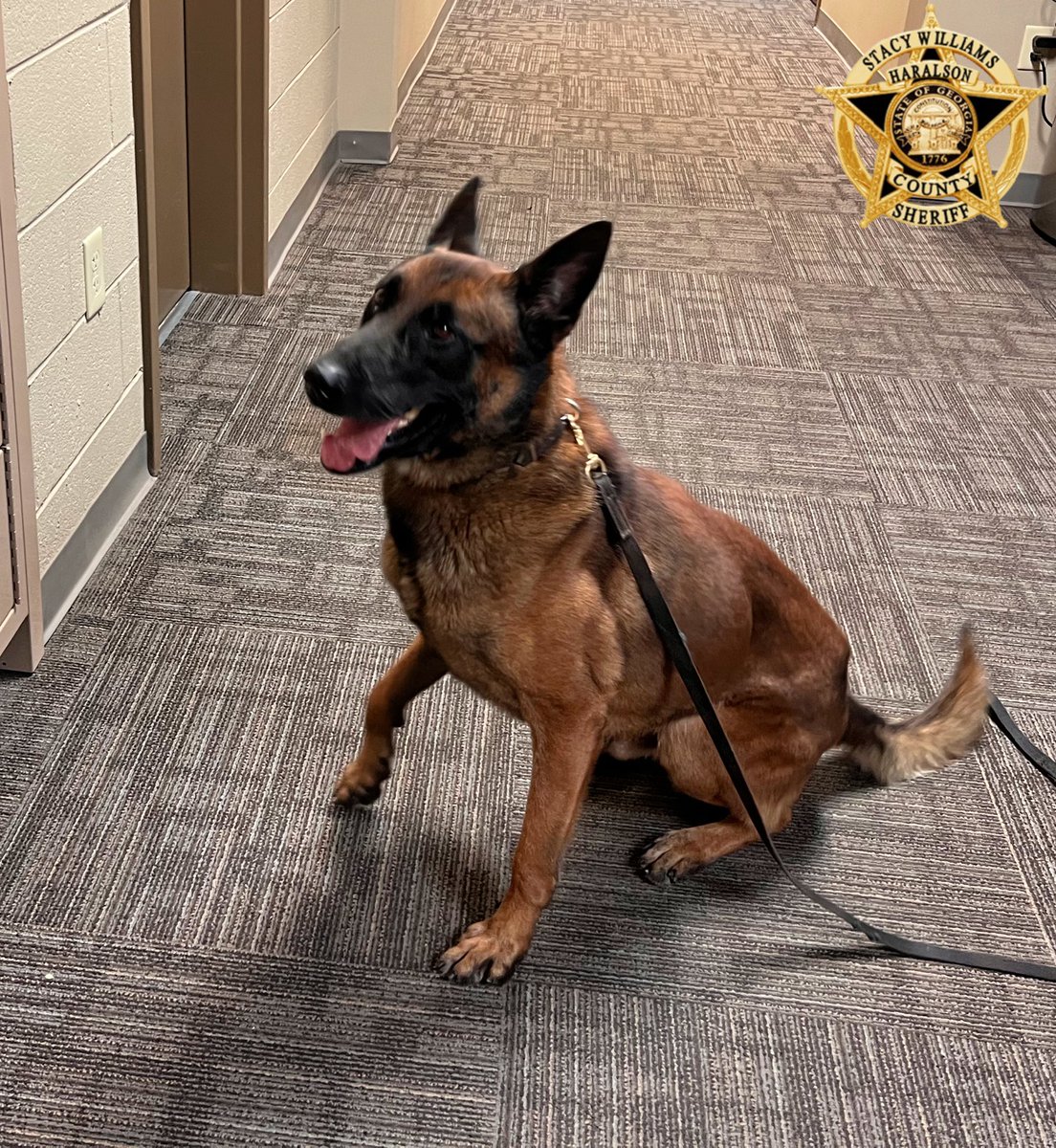 K-9 Janco helped track a missing person this morning, the autistic 21 year old was located safe. 

#K9Janco #Tracker #TheNoseKnows #Malinois #K9Unit #Team #SearchAndRescue #MalinoisK9 #GoodBoy #TongueOutTuesday #Janco #HCSO