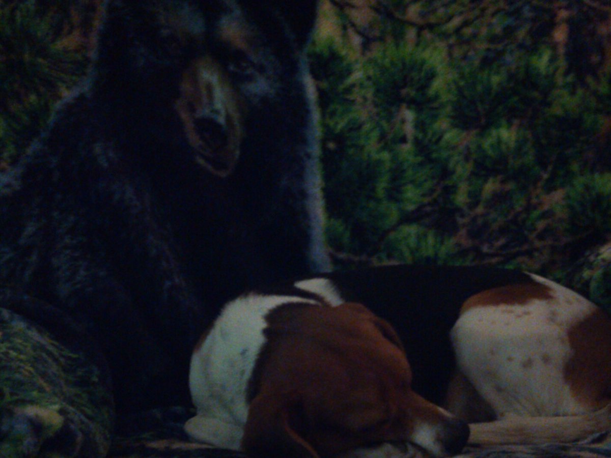 This beagle is not afrair of bears