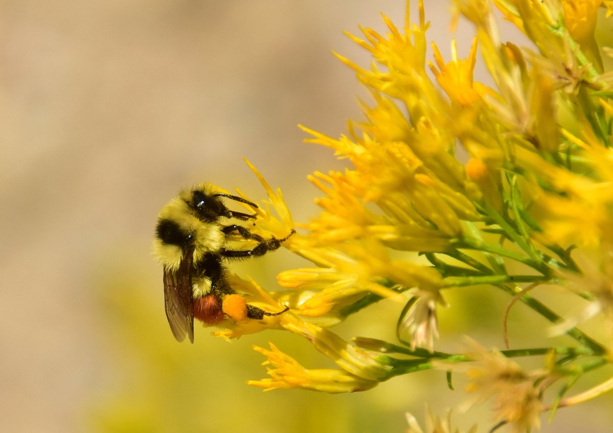 'Bee' good to pollinators.

National #PollinatorWeek 2023 is this week! June 19-25. Learn how you can help the insects, birds and bats we need to feed our planet: ow.ly/AKWv50OGKRu

Photo of Hunt's bumblebee at Seedskadee Wildlife Refuge in Wyoming by Tom Koerner/USFWS