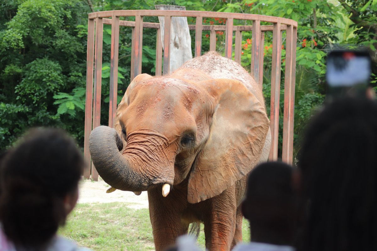 FirewallCenters's tweet image. Exploring the wild side of Miami with these intrepid elementary students at Zoo Miami! #AdventureAwakens 🐯🦁🐨 Thank you, @CSCBroward for sponsoring this field trip and our program!

Watch our recap video on YouTube and subscribe to see more! youtu.be/suDETyNwA-I