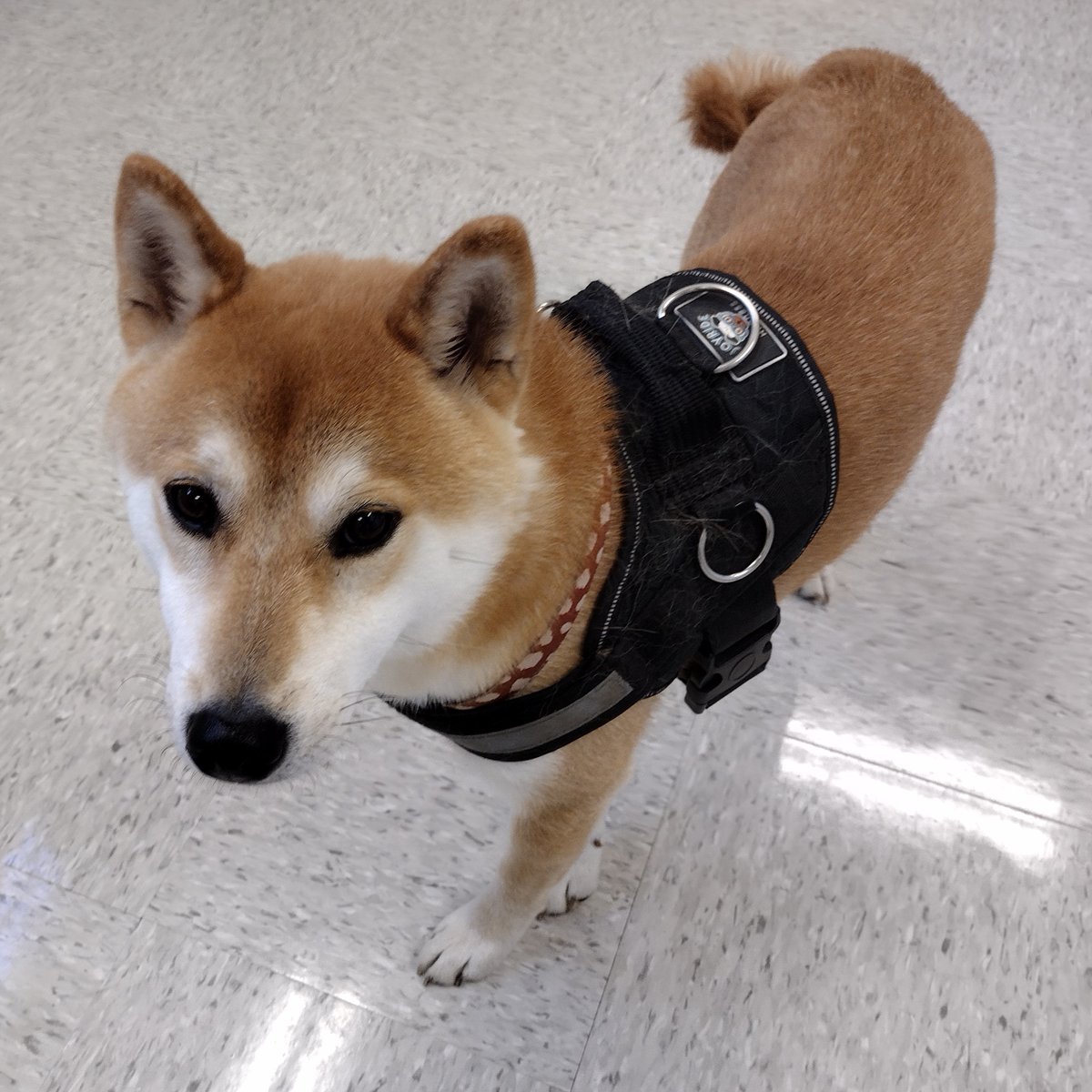 centrecodogs's tweet photo. Thanks, Toast, for participating in our study! https://t.co/cFkfsESa2d