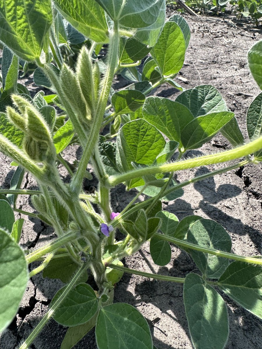 JohnMcLemoreAG's tweet photo. Soybean flowering on the Eve of Summer Solstice. Not a bad view at the office considering marginal rainfall since #plant23. #ILSoy https://t.co/upFjLhBOIW