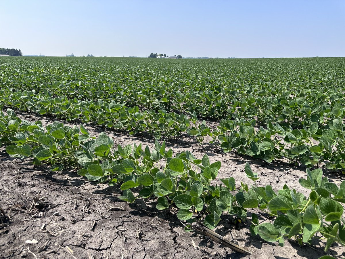 JohnMcLemoreAG's tweet photo. Soybean flowering on the Eve of Summer Solstice. Not a bad view at the office considering marginal rainfall since #plant23. #ILSoy https://t.co/upFjLhBOIW