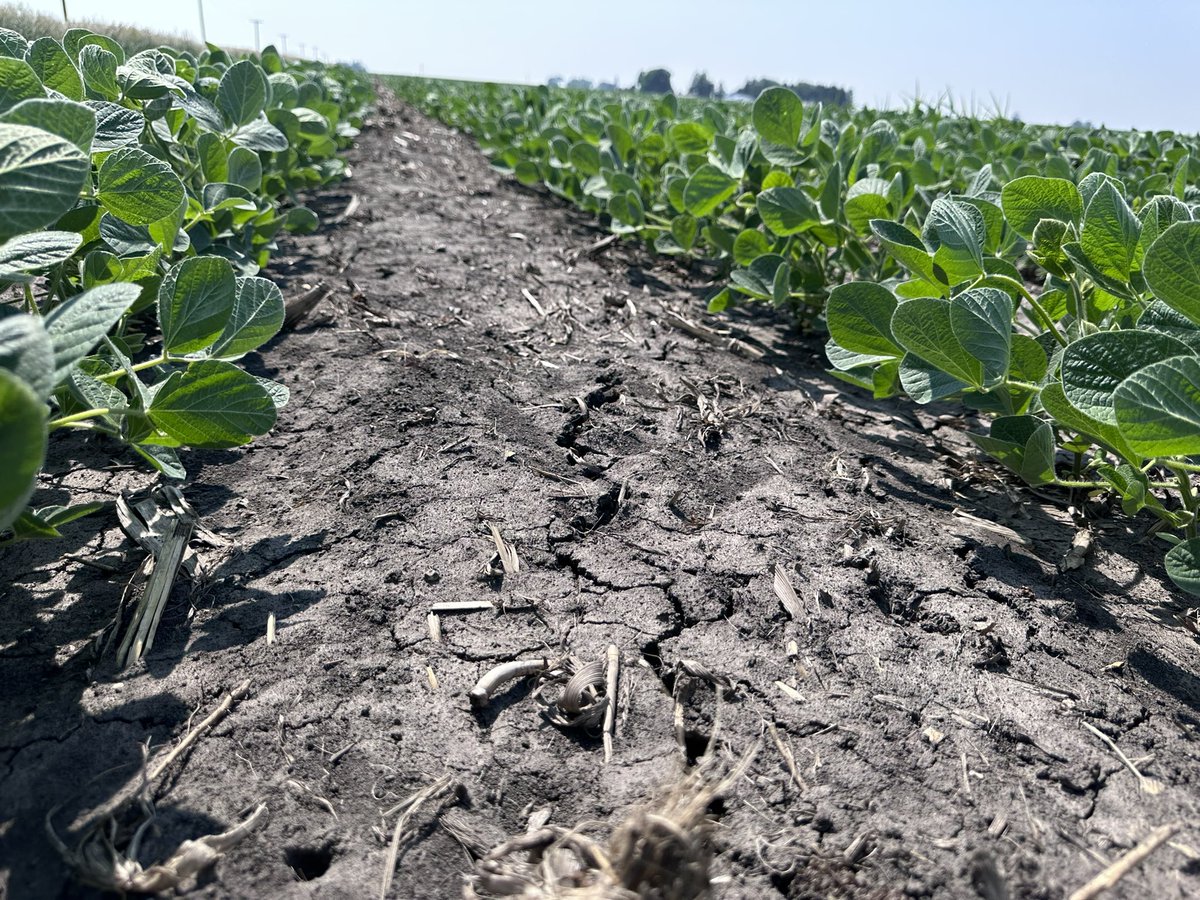 JohnMcLemoreAG's tweet photo. Soybean flowering on the Eve of Summer Solstice. Not a bad view at the office considering marginal rainfall since #plant23. #ILSoy https://t.co/upFjLhBOIW
