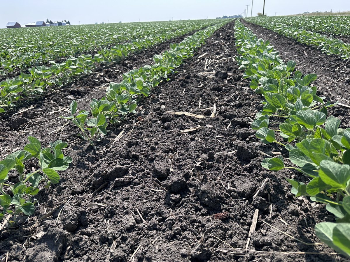 JohnMcLemoreAG's tweet photo. Soybean flowering on the Eve of Summer Solstice. Not a bad view at the office considering marginal rainfall since #plant23. #ILSoy https://t.co/upFjLhBOIW