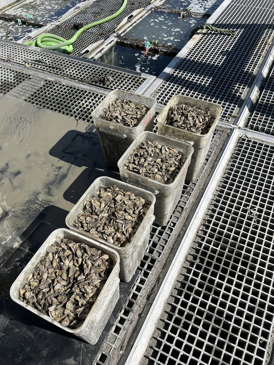 PoslednikAnna's tweet photo. First two days of @VIMS_News west coast shellfish aquaculture course included beating oysters up 💪☠️at Hog Island Oyster Co and visiting their nursery🦪 #vimsmsci552 https://t.co/qDc6eWb5rS