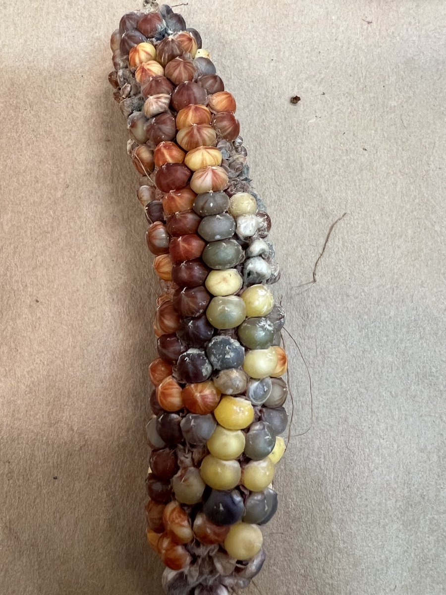 This is what happens when you have a Indio Seneca side by side with other landraces and you forget to protect ears (open pollination). TE Ac activated too. 🌽🌽🌽🧬🧬🧬