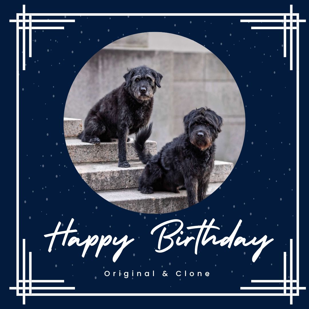 ViaGenPets_'s tweet photo. Happy 2nd Birthday to this dapper boy! 

Note, he is joined by the original dog he was cloned from. Aren't they stunning? 

#clonedpetsofinstagram #clone #cloningisreal #dogsofinstagram #birthday #doglover #petlover #dogs https://t.co/aSGg1q0Rhh