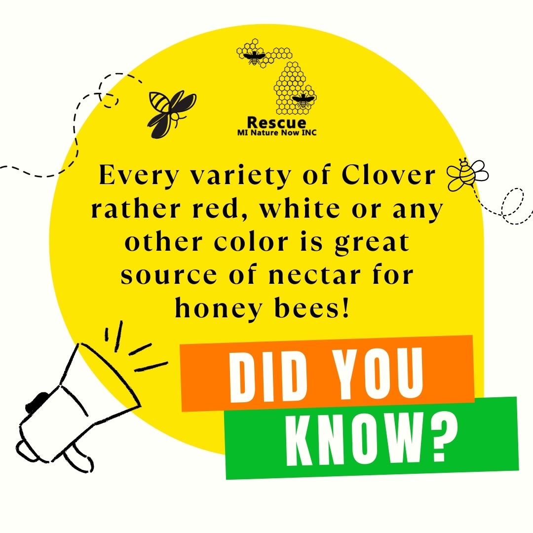 The more you know, the more you grow! 🌱

🐝Let's come together and create safe places for our buzzing friends to call home! 

#PollinatorWeek #SaveTheBees #ButterflyEffect #pollinators #gardening #beekind #nativebees #rescuenaturenow