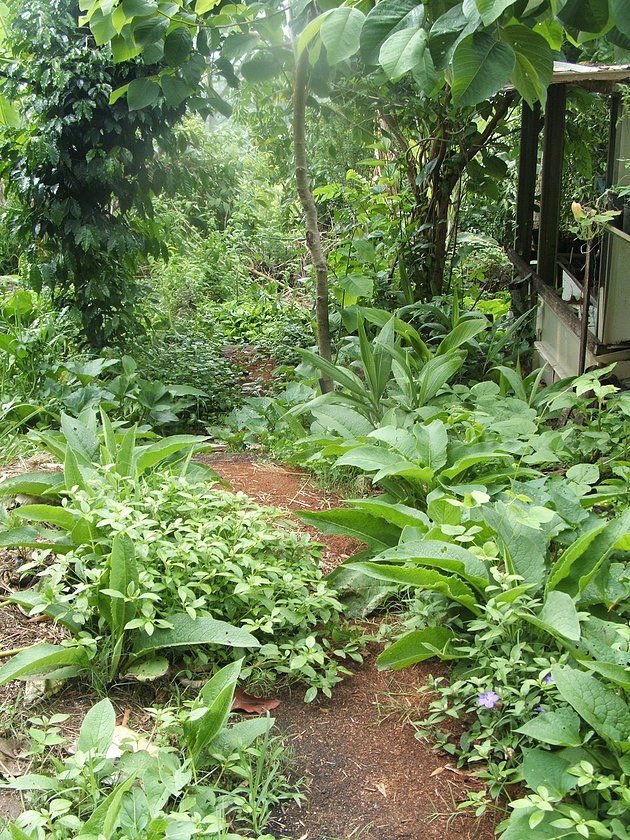 today’s obsession is seeing people turn their backyards into a permaculture food forests. everything is edible.