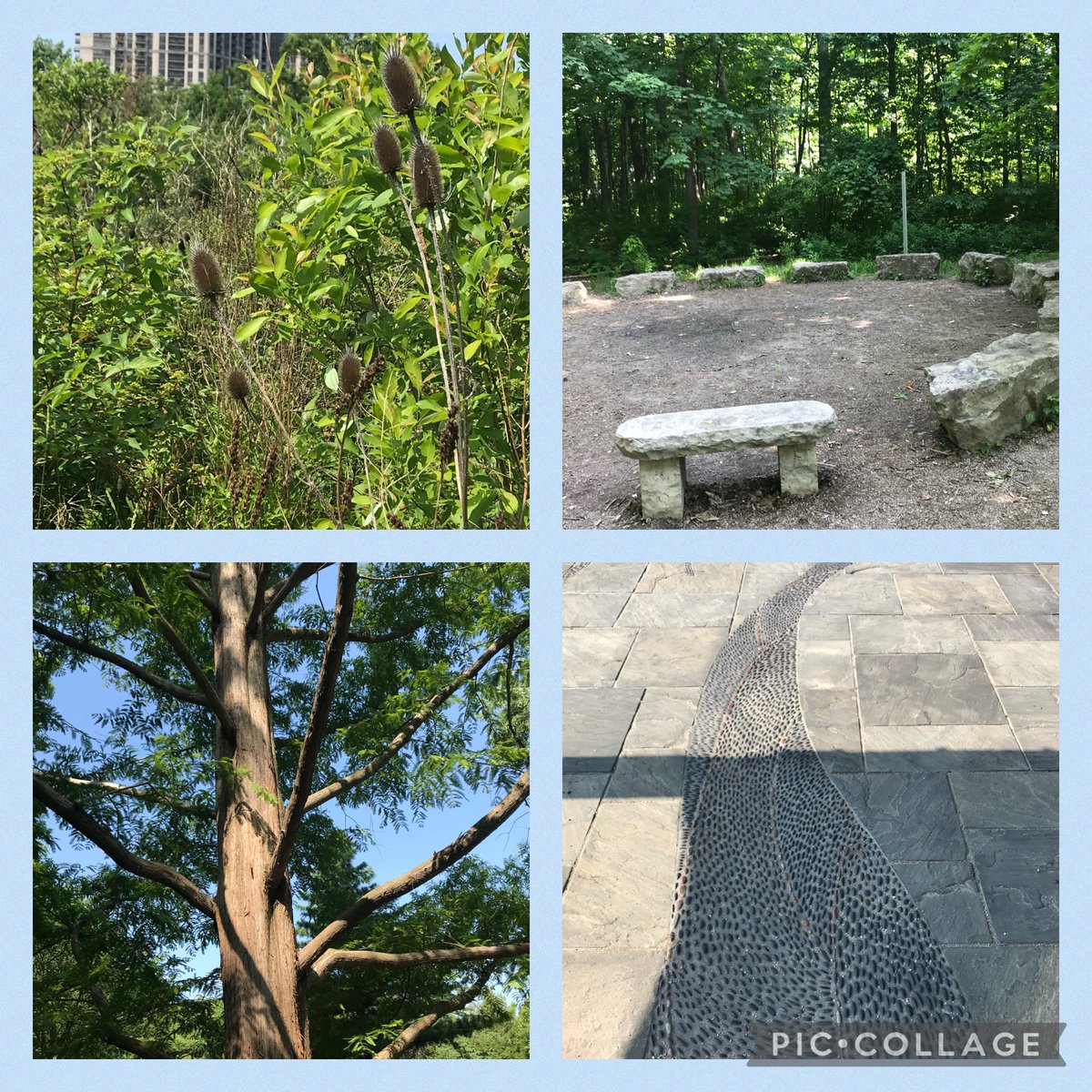 Happy to spend the day outdoors at the Humber Arboretum with @mcacgallery volunteers and the amazing Lynn Short #mcmichaelvolunteers #teasle #larch #outdoored #treeofhope