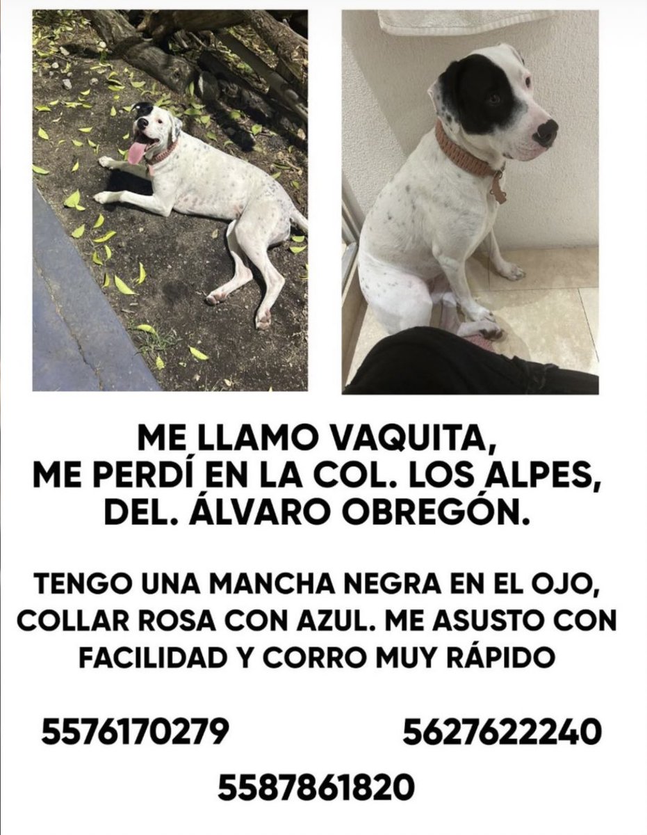 hellomarthii's tweet photo. Se busca perrita, su nombre es Vaquita, se extravió en la colonia Los Alpes, si alguien sabe de ella por fa no dude en enviar mensaje 🙏🏼 @locatel_mx @SSC_CDMX #cdmx #sur #alvaroobregon https://t.co/zzpQgtbv0W