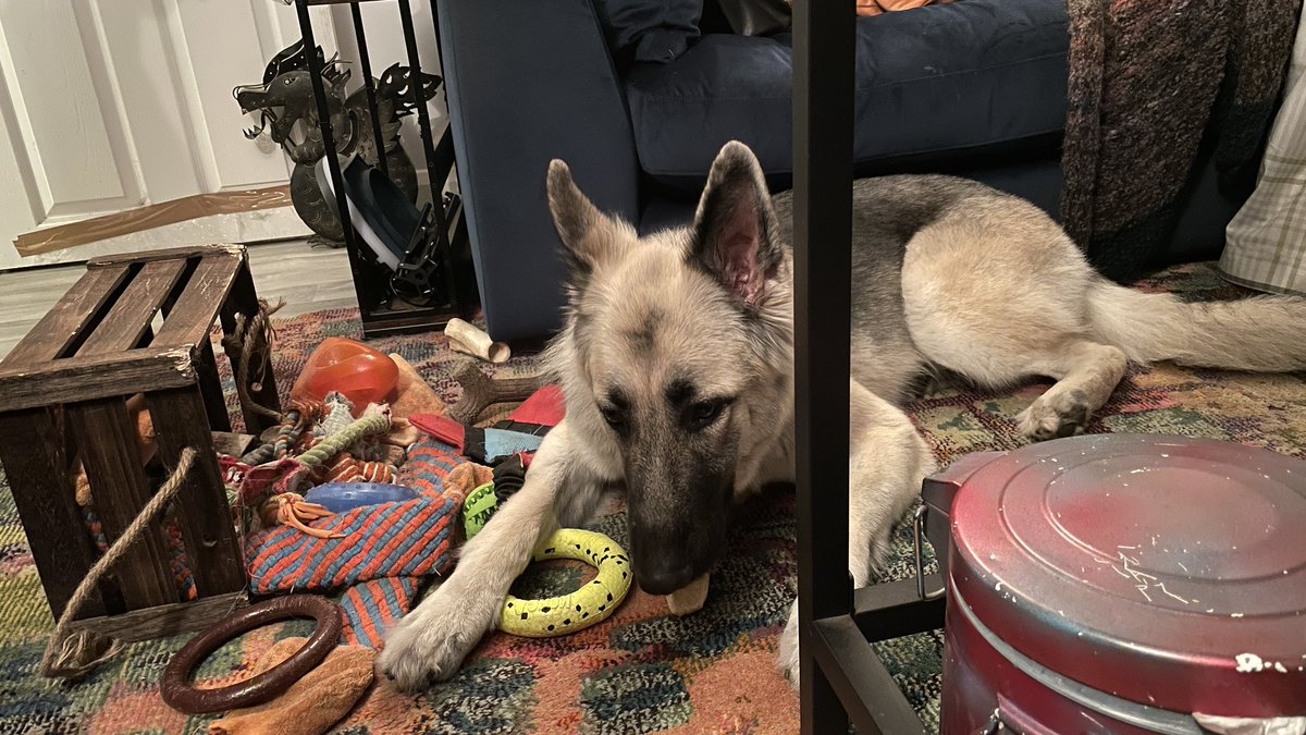 leksikality's tweet photo. Apparently the assortment of toys on offer were deemed unsatisfactory.

#TheSagaOfSaga #GSDLife #GermanShepherdTwitter https://t.co/uf9A2WIqB8