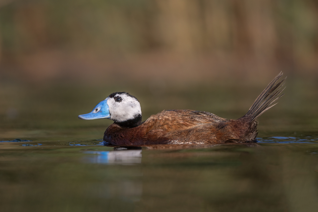 White Headed Duck...from this morning...#whiteheadedduck