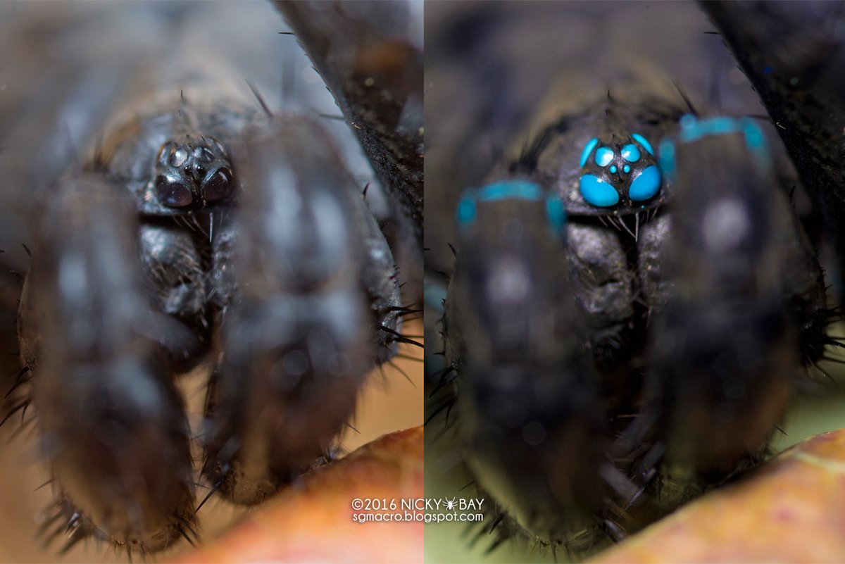 Doing some spider research and I'm reminded all over again how cool spiders are:
Holding a tarantula has been on my bucket list for years (alongside millipedes) - someday it'll happen!