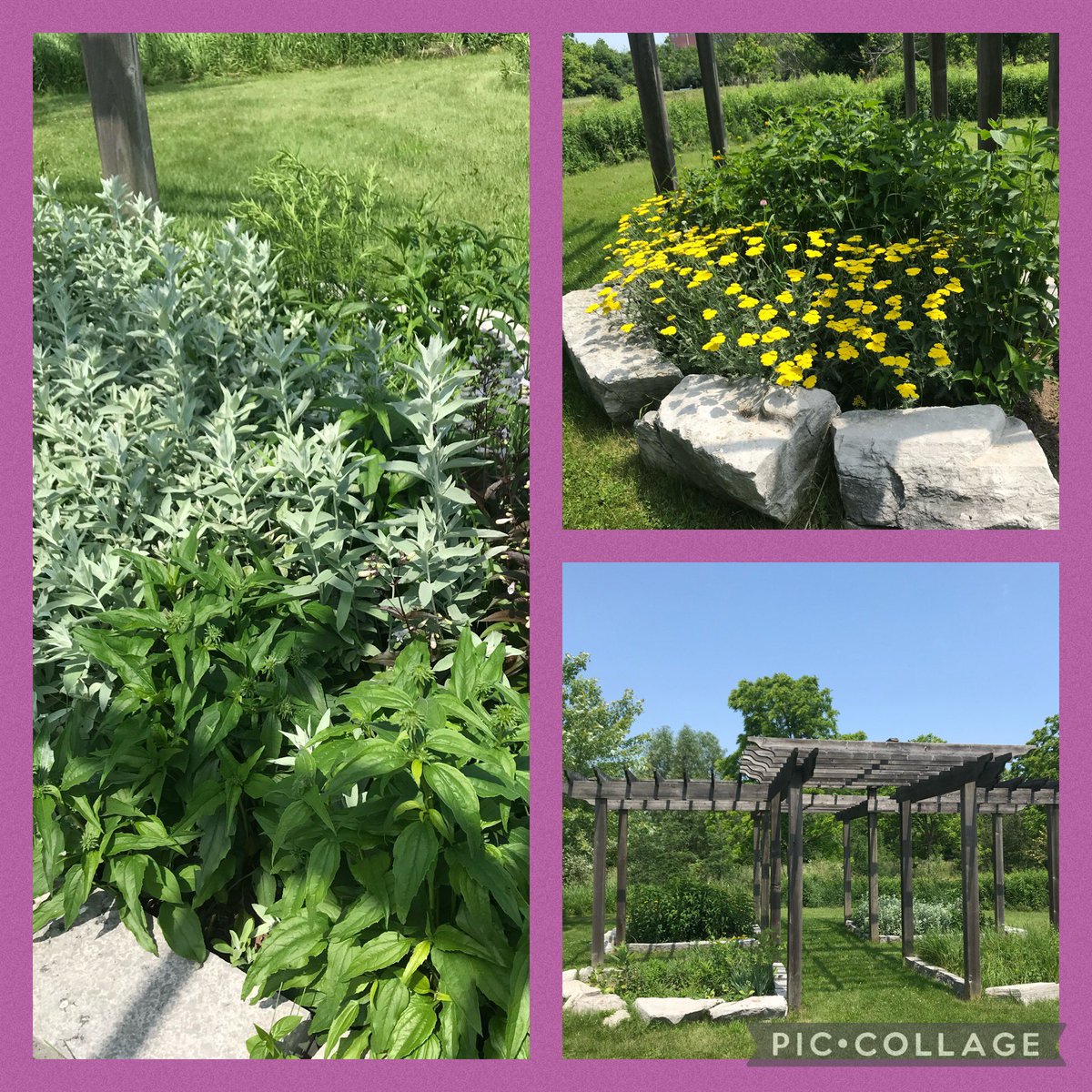 #mcmicaelvolunteers learning about the Indigenous medicine garden at the Humber Arboretum today with the knowledgeable Lynn Short. Reminiscent of <a href="/mcacgallery/">McMichael Canadian Art Collection</a> ‘s beautiful Minokamik Garden.