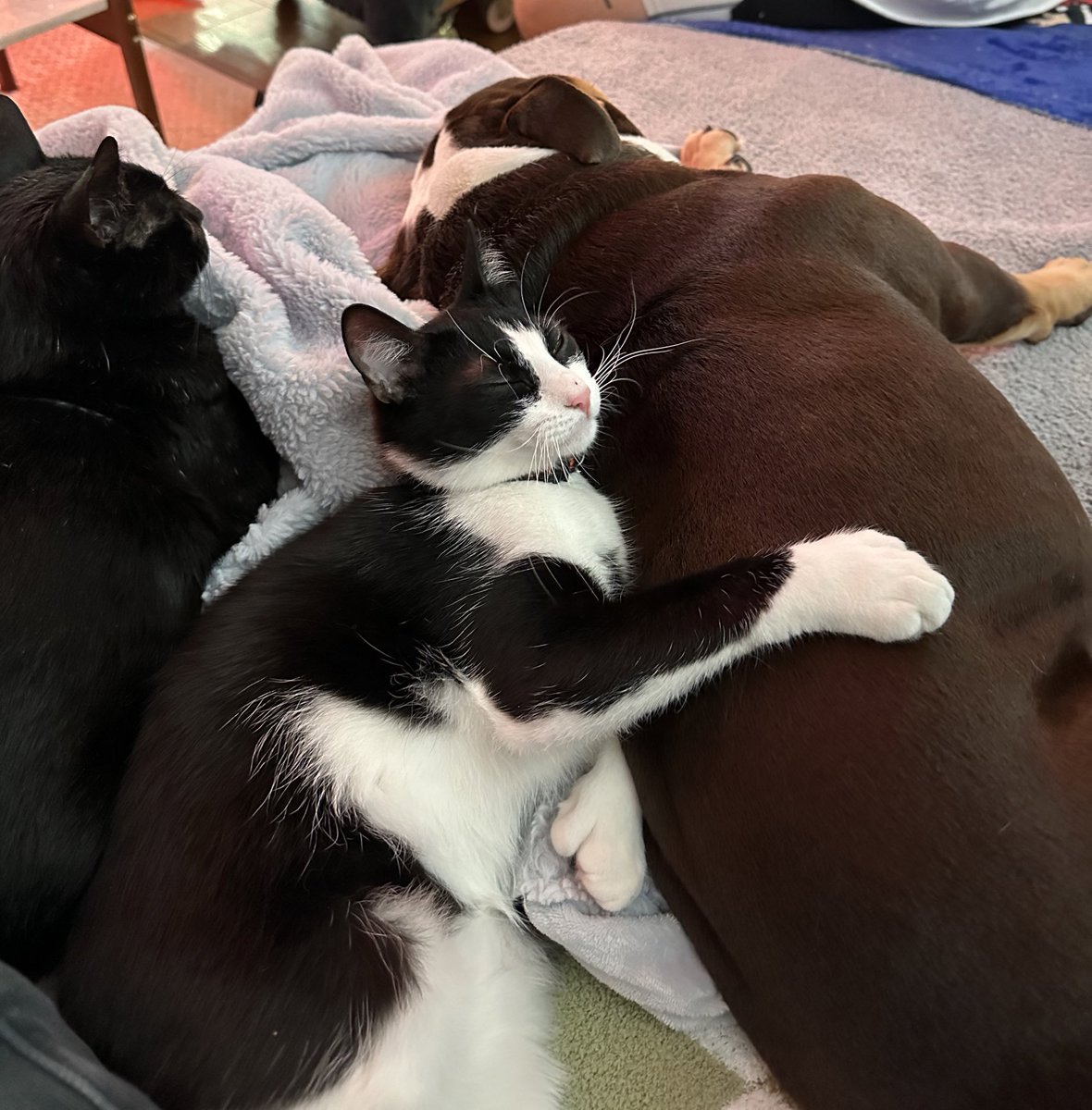 craymusic's tweet image. I CANT BELIEVE OUR CAT AND DOG BECAME BFF. THIS IS SOME DISNEY SHIT