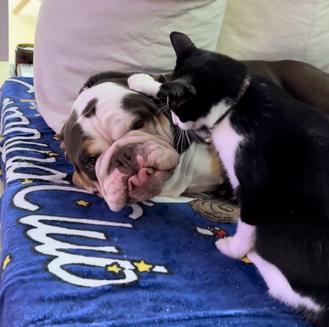 craymusic's tweet image. I CANT BELIEVE OUR CAT AND DOG BECAME BFF. THIS IS SOME DISNEY SHIT