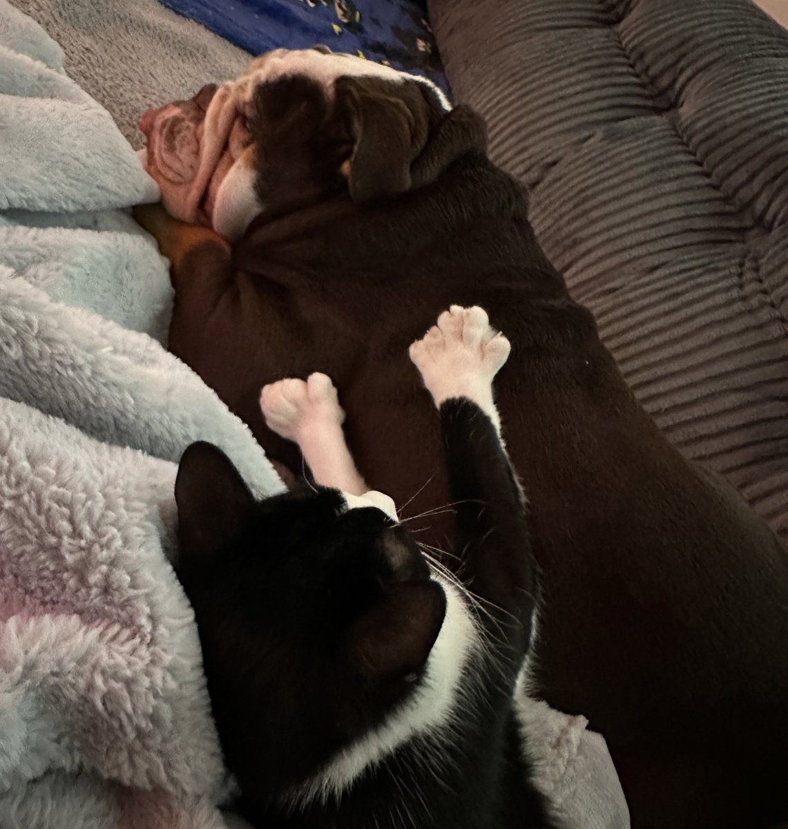 craymusic's tweet image. I CANT BELIEVE OUR CAT AND DOG BECAME BFF. THIS IS SOME DISNEY SHIT