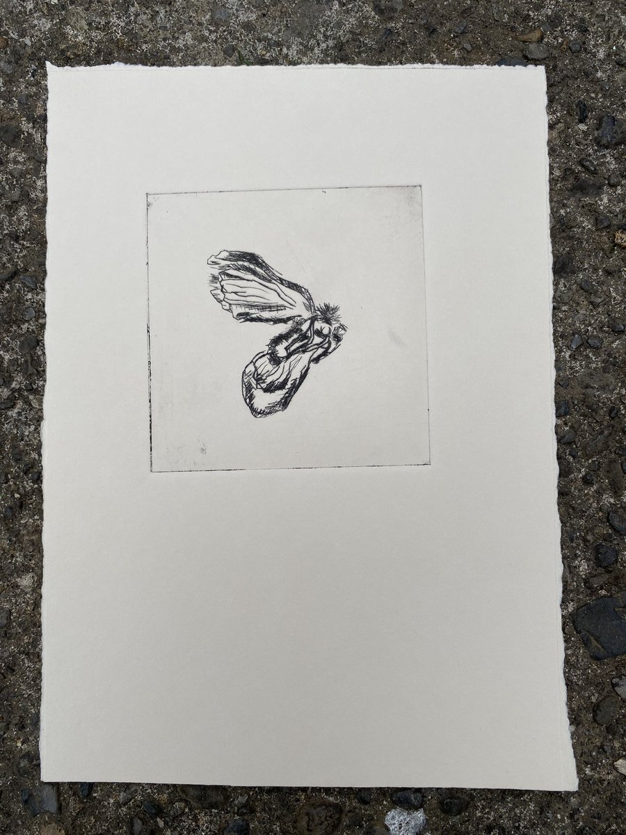 A super day today for the arts staff team at <a href="/LeinsterStudio/">Leinster Printmaking Studio</a> . So much to learn! I revisited drawings of a moth from last year to make some prints. Thanks to Melissa and Katherine for their guiding hands and enthusiasm #carborundum #drypoint