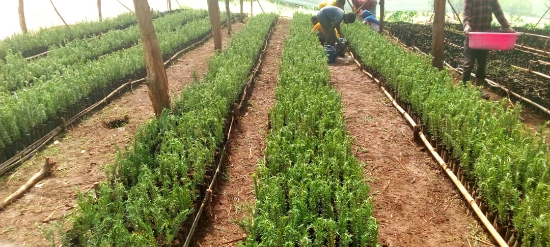 DenuAman's tweet photo. Rosemary and tea leaves are one of the initiatives we have to ensure the benefits of our people and the plans of the government are being implemented in Buno Bedele district will be. https://t.co/9CryZoOXz0