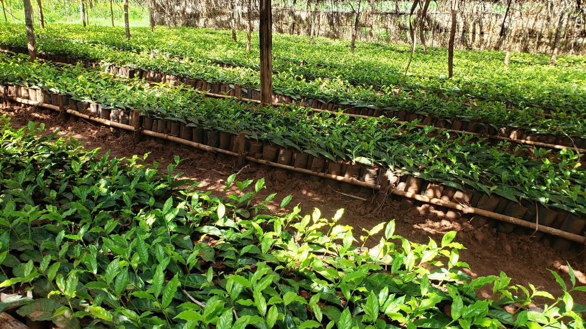 DenuAman's tweet photo. Rosemary and tea leaves are one of the initiatives we have to ensure the benefits of our people and the plans of the government are being implemented in Buno Bedele district will be. https://t.co/9CryZoOXz0