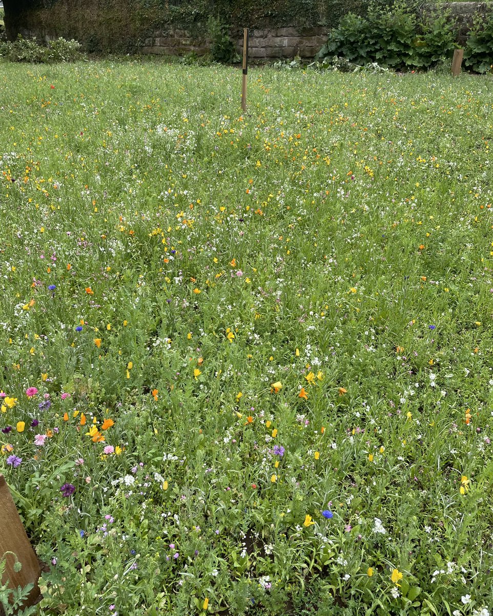 Not sure whose idea this was (@lichfield_cc, perhaps?) but bravo! This is a new source of daily happiness. #wildflowers #stchads #stowepool