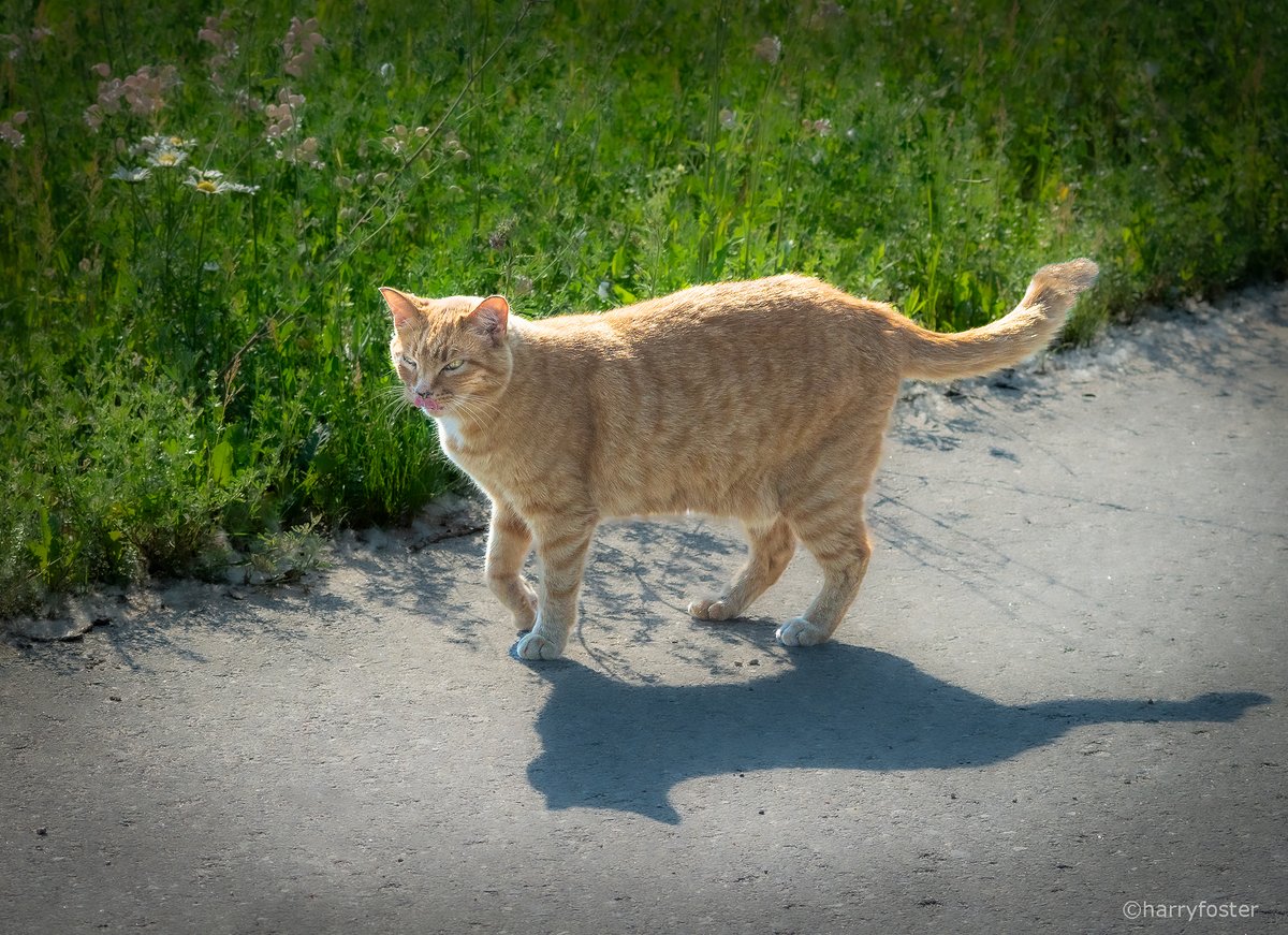 Harry Foster tweet media