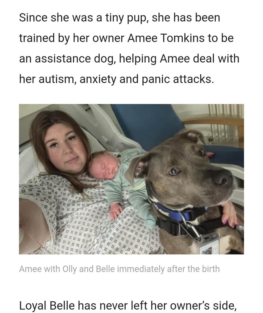 Assistance dog, Belle, was Amee's midwife during labour, the 2 year old Staffordshire Bull Terrier has just won a national pet of the year award 👏