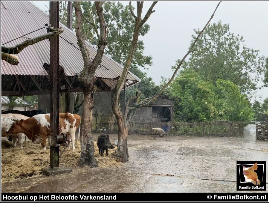 FamilieBofkont's tweet photo. REGEN! (filmpje)
De ‘biggen’ van Oom Bert raakten er niet over uitgepraat. En het bleef nog lang onrustig op Het Beloofde Varkensland.
(vergeet niet het geluid aan te zetten)
-> https://t.co/tBK4YbfwB2
#varkens #hitte #regen #opwinding https://t.co/PBg0EjSiRr