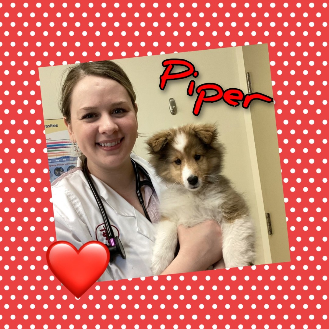 Hello from Piper!
#Petoftheday #kingston #ontario #24hrhospital #afterhoursvet #veterinarycare #petcare #animalhospital #24hour #princessanimalhospital #kingstondowntownanimalhospital