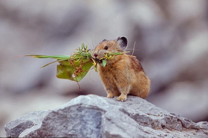 PIKA CHEW! 

Pikas have rounded ears, light brown and gray fur, long whiskers and no electrical abilities. The body is egg-shaped and the underside is a light color. They resemble their close relative, the rabbit, but with short, rounded ears.

📸: @craterlakenps