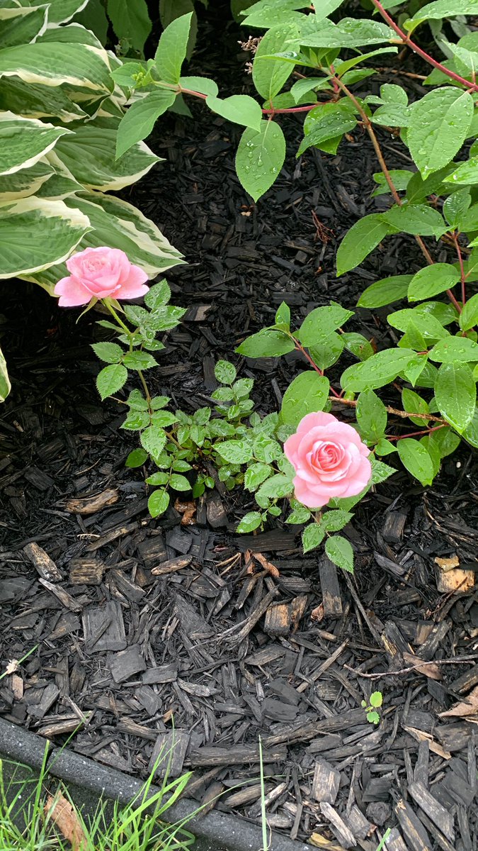 Every year around this time of year this rose bush blooms! A gift from a former student! Makes my heart happy! ❤️
@AngelsOCSB 
#proudteacher